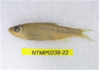 藏品(平頜鱲)的圖片